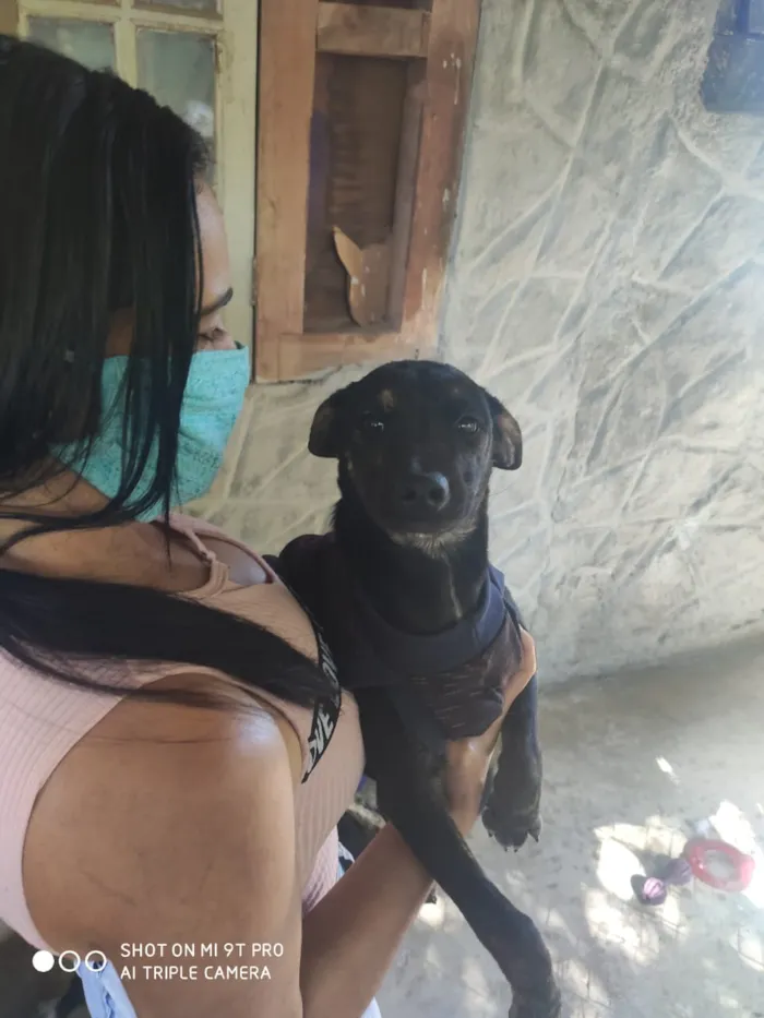 Cachorro ra a Srd idade 2 a 6 meses nome Haj