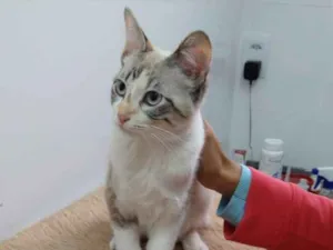 Gato raça Srd idade 2 a 6 meses nome Nina