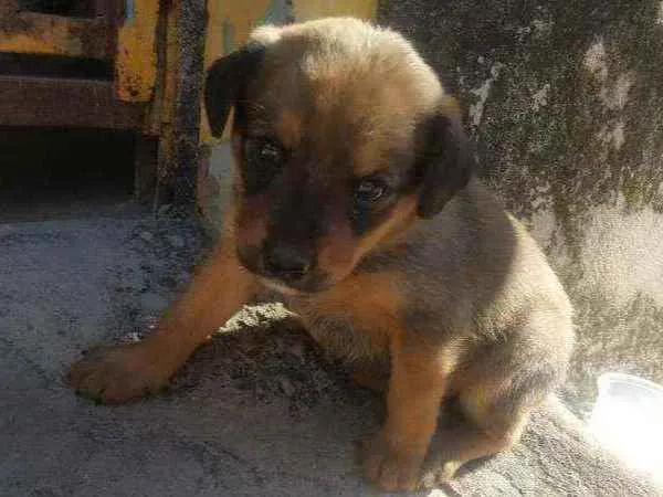 Cachorro ra a Indefinida  idade Abaixo de 2 meses nome Hera