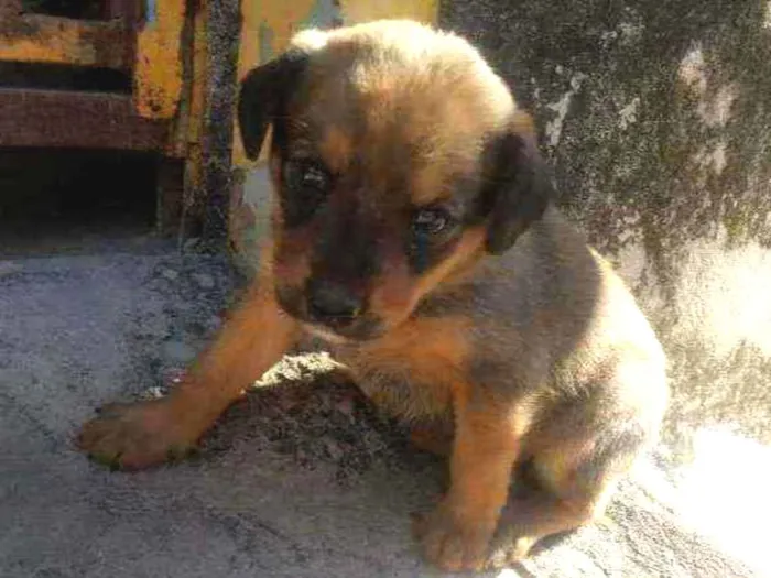 Cachorro ra a Indefinida  idade Abaixo de 2 meses nome Hera