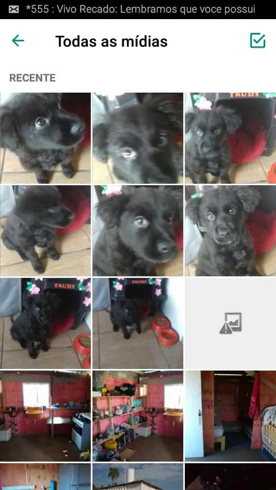 Cachorro ra a Nao sei idade Abaixo de 2 meses nome Trudy