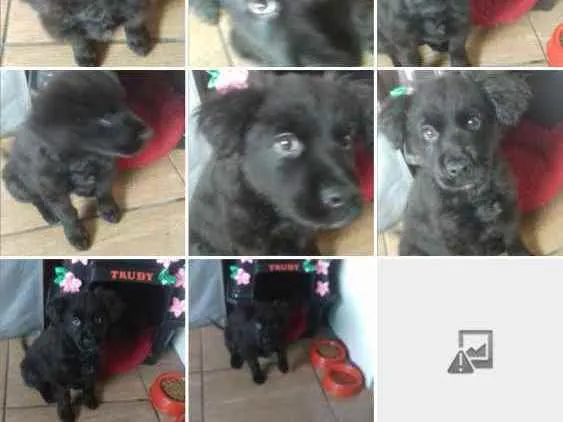 Cachorro ra a Nao sei idade Abaixo de 2 meses nome Trudy