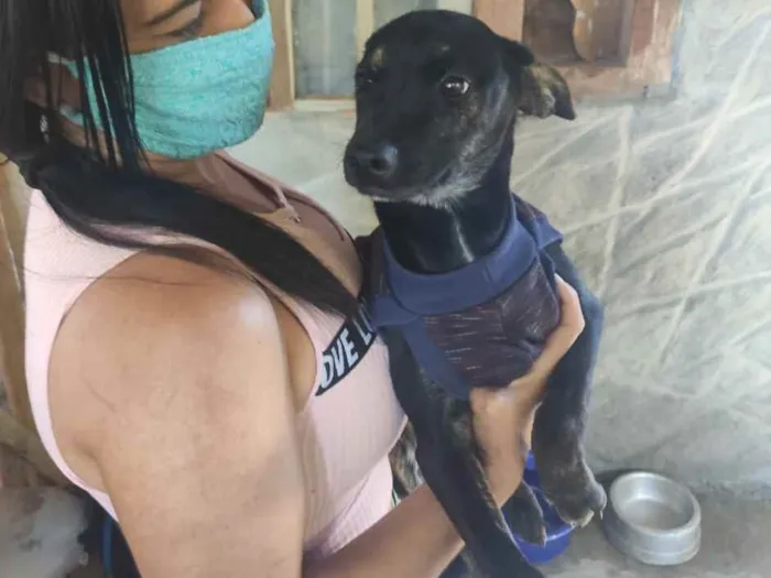 Cachorro ra a Srd idade 2 a 6 meses nome Haj