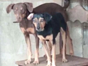 Cachorro raça Misrurado viralata com pinche idade 4 anos nome Caramelo e Feijão