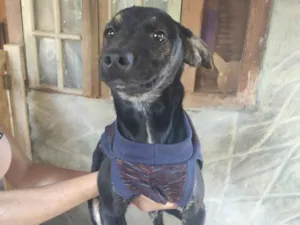 Cachorro raça Srd idade 2 a 6 meses nome Haj