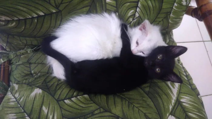 Gato ra a Srd idade Abaixo de 2 meses nome Rock