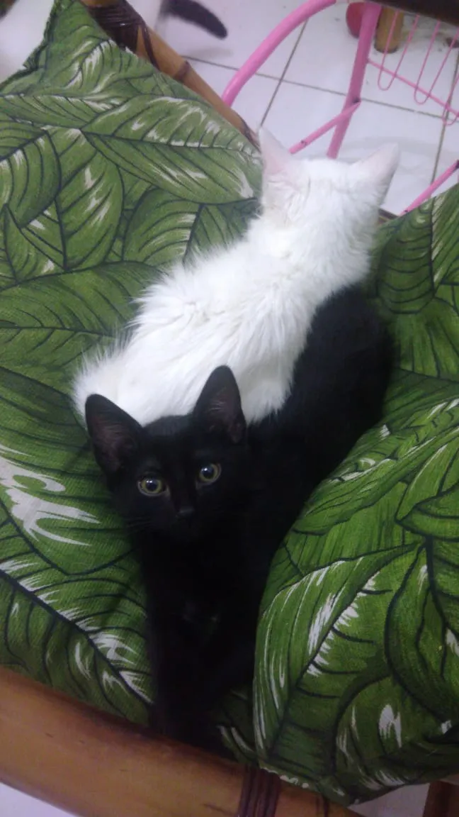 Gato ra a Srd idade Abaixo de 2 meses nome Rock