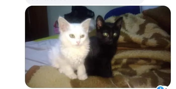 Gato ra a Srd idade Abaixo de 2 meses nome Rock