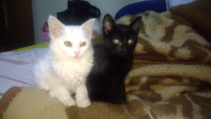 Gato ra a Srd idade Abaixo de 2 meses nome Rock