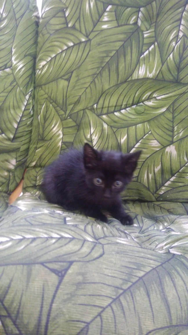 Gato ra a Srd idade Abaixo de 2 meses nome Rock