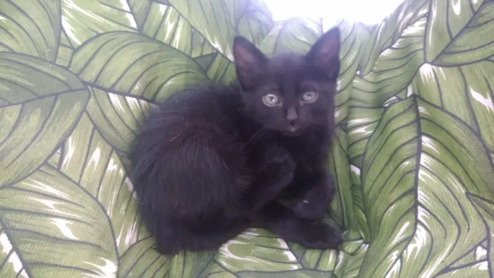 Gato ra a Srd idade Abaixo de 2 meses nome Rock