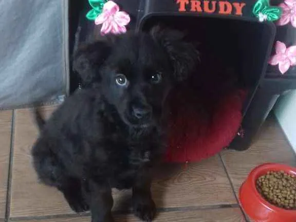 Cachorro ra a Nao sei idade Abaixo de 2 meses nome Trudy