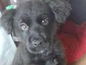 Cachorro raça Nao sei idade Abaixo de 2 meses nome Trudy