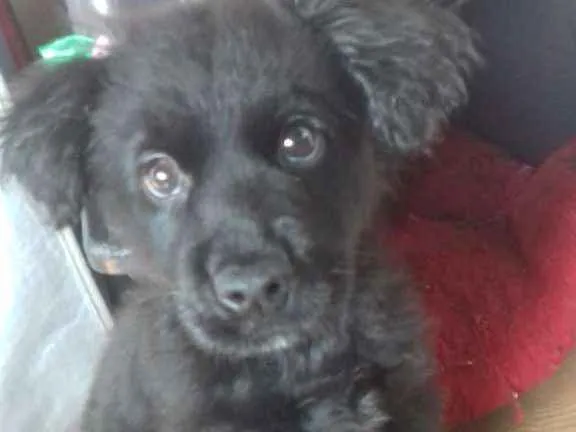 Cachorro ra a Nao sei idade Abaixo de 2 meses nome Trudy