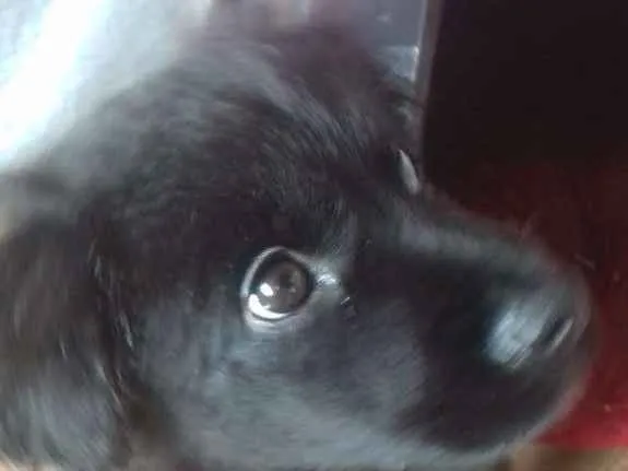 Cachorro ra a Nao sei idade Abaixo de 2 meses nome Trudy