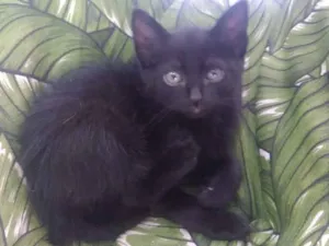 Gato raça Srd idade Abaixo de 2 meses nome Rock