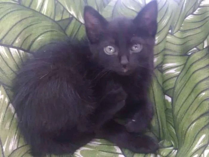 Gato ra a Srd idade Abaixo de 2 meses nome Rock