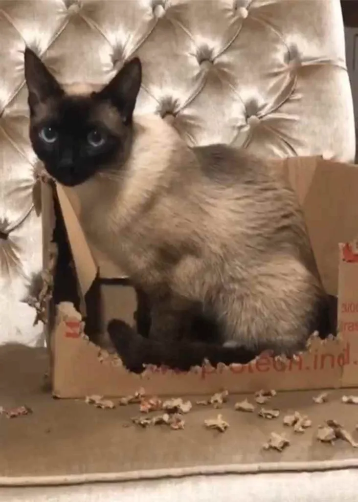 Gato ra a Siamês idade 1 ano nome Giulietta