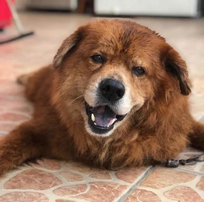Cachorro raça Chow-chow idade 6 ou mais anos nome Beethoven Ludvig