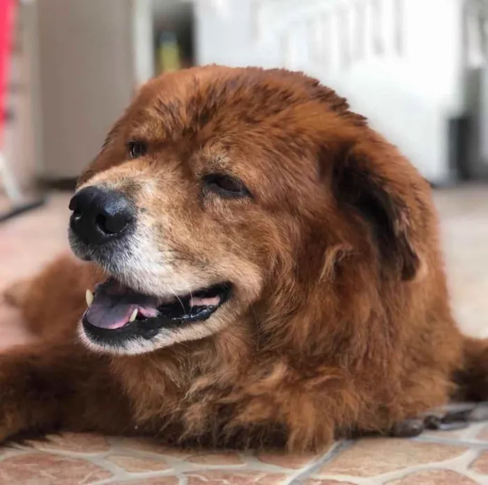 Cachorro raça Chow-chow idade 6 ou mais anos nome Beethoven Ludvig