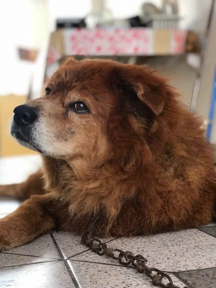 Cachorro raça Chow-chow idade 6 ou mais anos nome Beethoven Ludvig