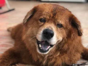 Cachorro raça Chow-chow idade 6 ou mais anos nome Beethoven Ludvig