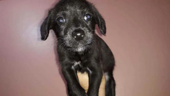 Cachorro ra a SRD idade 2 a 6 meses nome Tico
