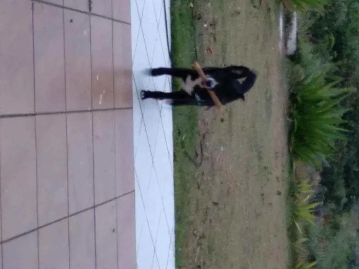 Cachorro ra a Mestiço  idade 6 ou mais anos nome Isac