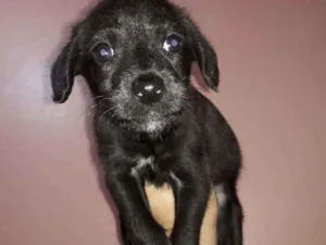 Cachorro raça SRD idade 2 a 6 meses nome Tico