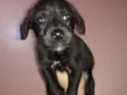 Tico