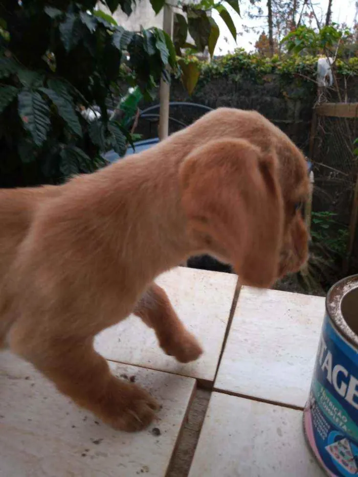 Cachorro ra a Outros idade 2 a 6 meses nome Filhotes