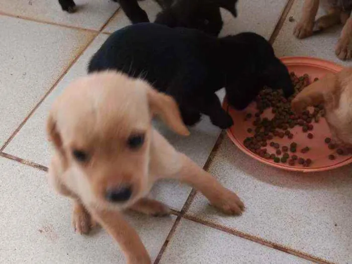 Cachorro ra a Outros idade 2 a 6 meses nome Filhotes
