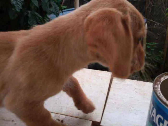 Cachorro ra a Outros idade 2 a 6 meses nome Filhotes