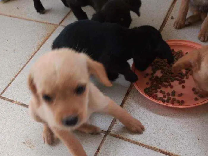Cachorro ra a Outros idade 2 a 6 meses nome Filhotes