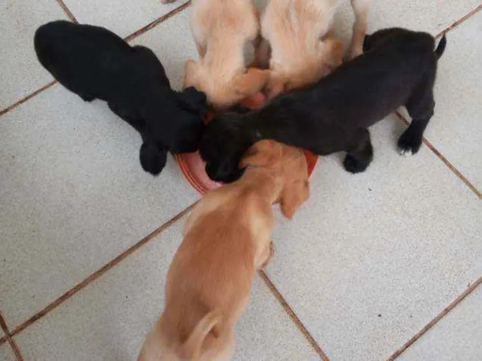 Cachorro ra a Outros idade 2 a 6 meses nome Filhotes