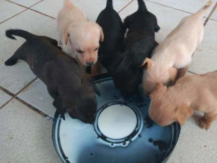 Cachorro ra a Outros idade 2 a 6 meses nome Filhotes