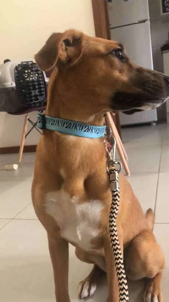 Cachorro ra a Vira lata  idade 7 a 11 meses nome Pandora 
