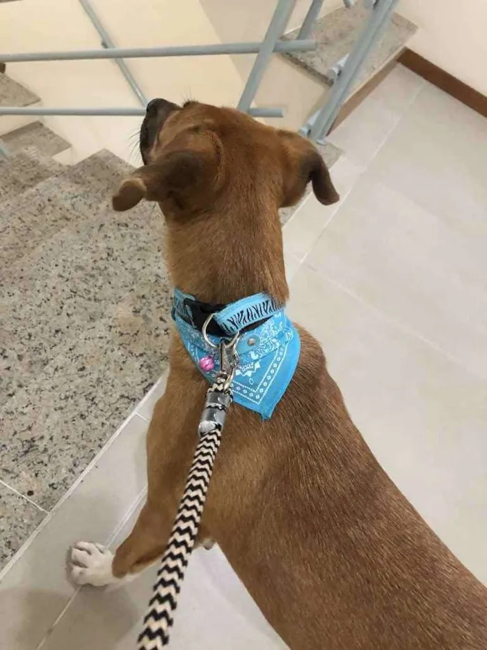 Cachorro ra a Vira lata  idade 7 a 11 meses nome Pandora 