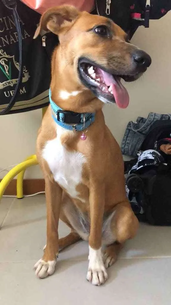 Cachorro ra a Vira lata  idade 7 a 11 meses nome Pandora 