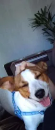 MEL