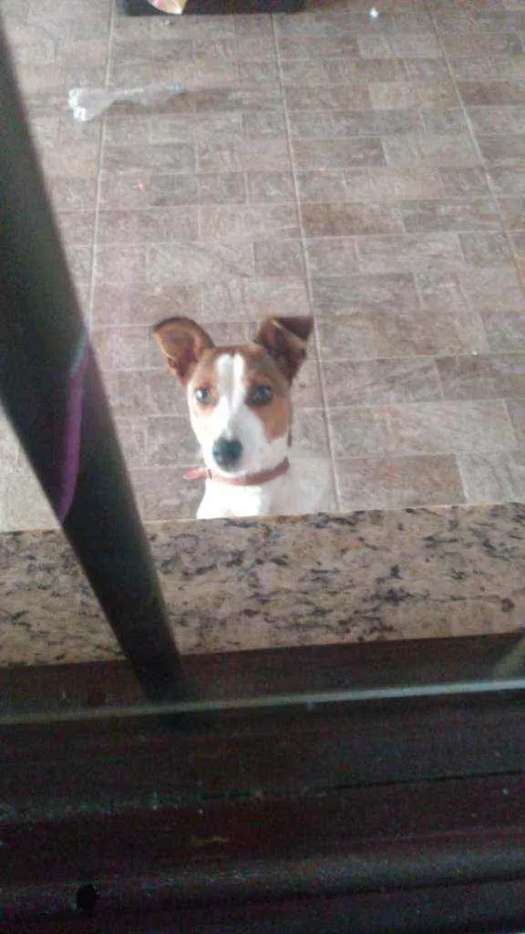 Cachorro ra a SRD idade 7 a 11 meses nome MEL