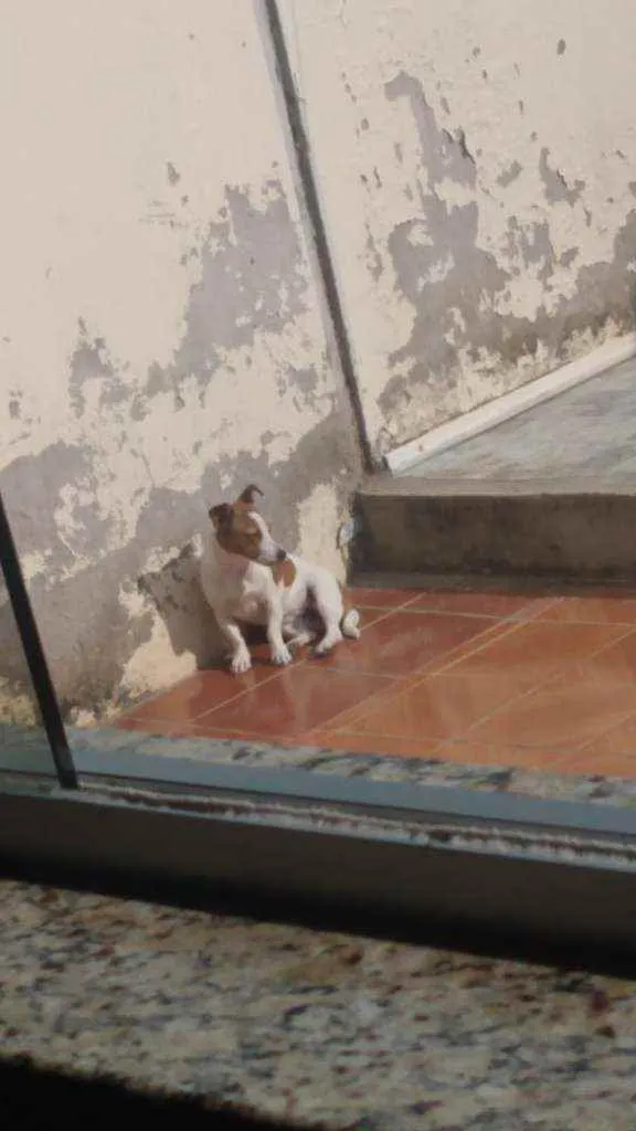 Cachorro ra a SRD idade 7 a 11 meses nome MEL