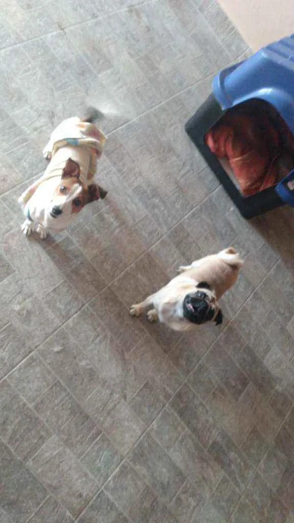 Cachorro ra a SRD idade 7 a 11 meses nome MEL