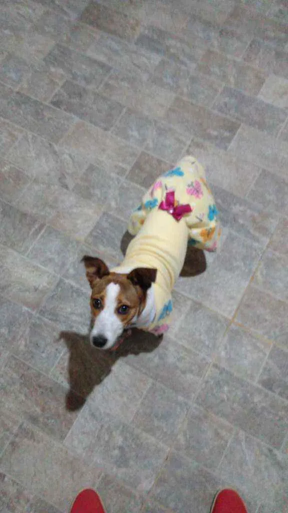 Cachorro ra a SRD idade 7 a 11 meses nome MEL