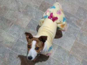 Cachorro raça SRD idade 7 a 11 meses nome MEL