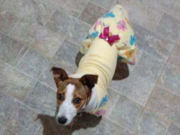 Cachorro ra a SRD idade 7 a 11 meses nome MEL