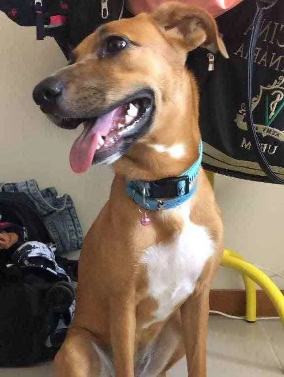 Cachorro ra a Vira lata  idade 7 a 11 meses nome Pandora 
