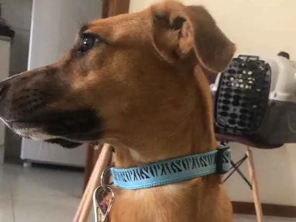 Cachorro ra a Vira lata  idade 7 a 11 meses nome Pandora 