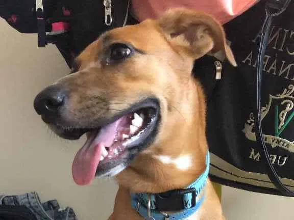 Cachorro ra a Vira lata  idade 7 a 11 meses nome Pandora 