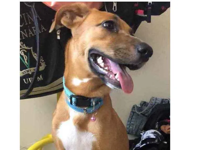 Cachorro ra a Vira lata  idade 7 a 11 meses nome Pandora 